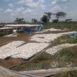 Traitement et séchage du manioc