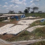 Traitement et séchage du manioc