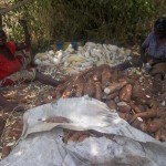 Traitement et séchage du manioc