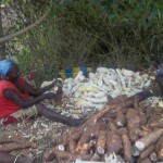 Traitement et séchage du manioc