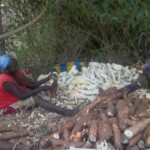 Traitement et séchage du manioc