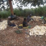 Traitement et séchage du manioc