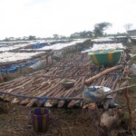 Traitement et séchage du manioc