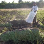 Plantation des légumes au plateau de Bateke