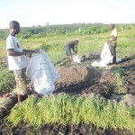 Plantation des légumes au plateau de Bateke