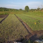 Plantation des légumes au plateau de Bateke