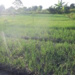 Plantation des légumes au plateau de Bateke