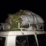 Plantation des légumes au plateau de Bateke