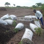 Plantation des légumes au plateau de Bateke