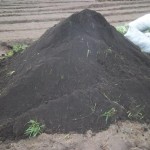 Plantation des légumes au plateau de Bateke