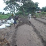 Plantation des légumes au plateau de Bateke