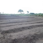 Plantation des légumes au plateau de Bateke