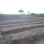 Plantation des légumes au plateau de Bateke