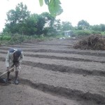 Plantation des légumes au plateau de Bateke