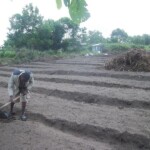 Plantation des légumes au plateau de Bateke