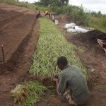 Plantation des légumes au plateau de Bateke