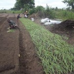 Plantation des légumes au plateau de Bateke