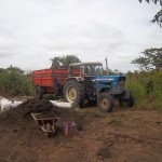 Plantation des légumes au plateau de Bateke