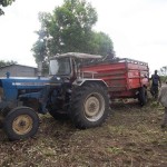 Plantation des légumes au plateau de Bateke