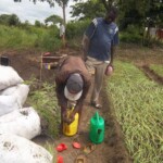 Plantation des légumes au plateau de Bateke