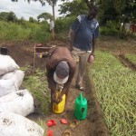Plantation des légumes au plateau de Bateke