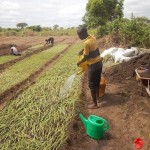 Plantation des légumes au plateau de Bateke
