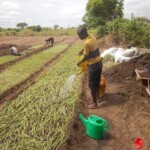 Plantation des légumes au plateau de Bateke
