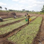 Plantation des légumes au plateau de Bateke