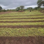 Plantation des légumes au plateau de Bateke