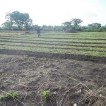 Plantation des légumes au plateau de Bateke