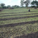 Plantation des légumes au plateau de Bateke