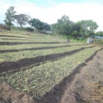 Plantation des légumes au plateau de Bateke