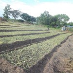 Plantation des légumes au plateau de Bateke