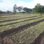 Plantation des légumes au plateau de Bateke