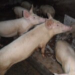 Porcherie