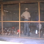 Poulailler et élevage des poules