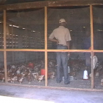 Poulailler et élevage des poules