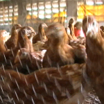 Poulailler et élevage des poules