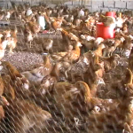 Poulailler et élevage des poules