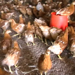 Poulailler et élevage des poules