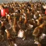 Poulailler et élevage des poules