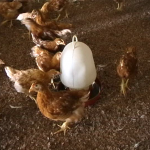 Poulailler et élevage des poules