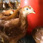 Poulailler et élevage des poules