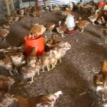 Poulailler et élevage des poules