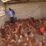 Poulailler et élevage des poules