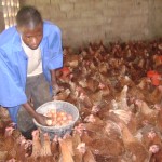 Poulailler et élevage des poules