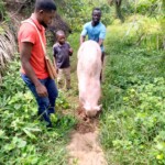 Porcherie Kinkole 2023