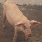 Porcherie Kinkole 2023