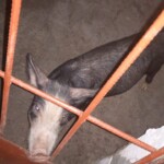 Porcherie Kinkole 2023