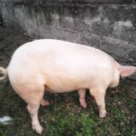 Porcherie Kinkole 2023